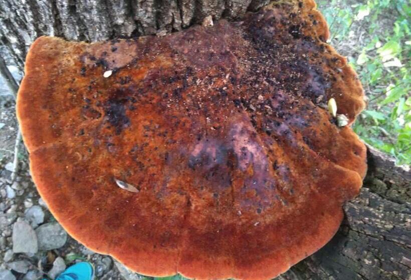 בית מלון כפרי Fonda Muntanya