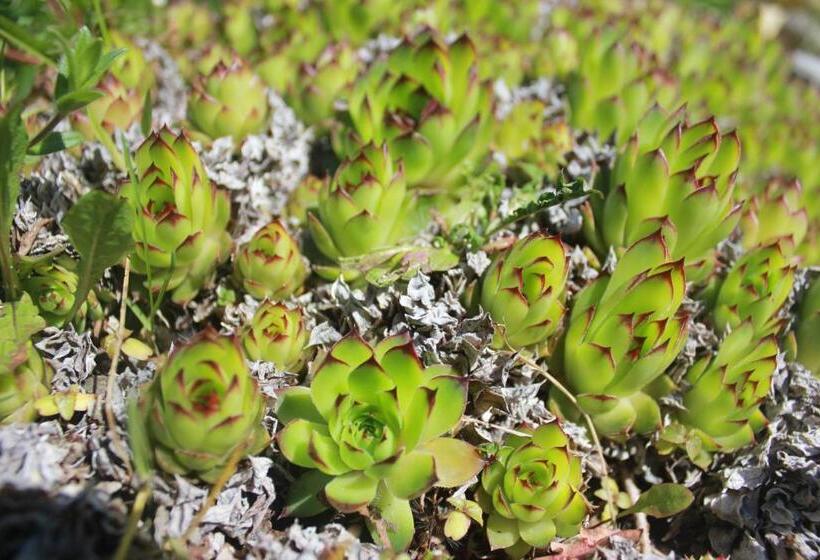 בית מלון כפרי Fonda Muntanya