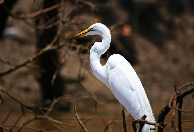 酒店 Kijongo Bay Beach Resort