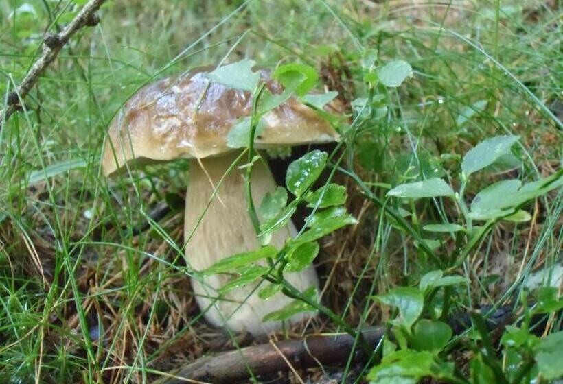 فندق Locanda La Ruscoletta