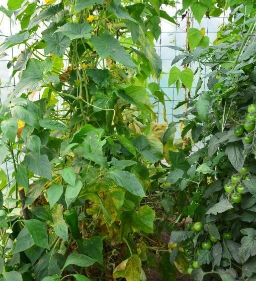 ホテル Pensiunea Koruna