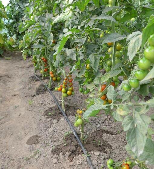 ホテル Pensiunea Koruna