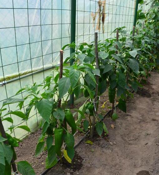 ホテル Pensiunea Koruna