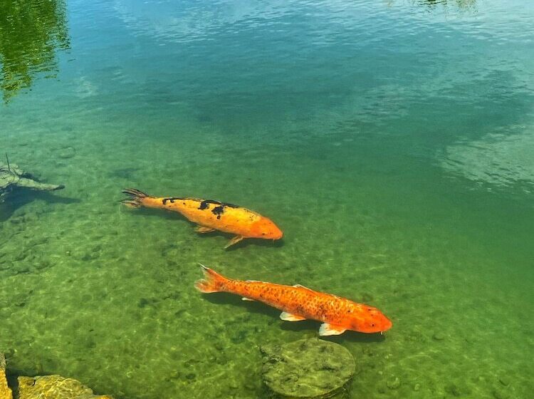 פנסיון Amenity Penzion Horni Vestonice