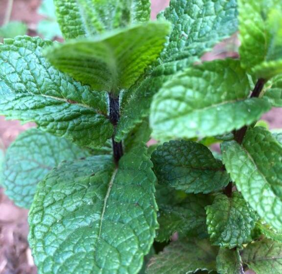 پانسیون Teacook Marrakech