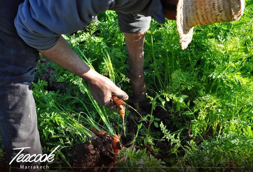 پانسیون Teacook Marrakech
