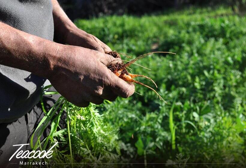 پانسیون Teacook Marrakech