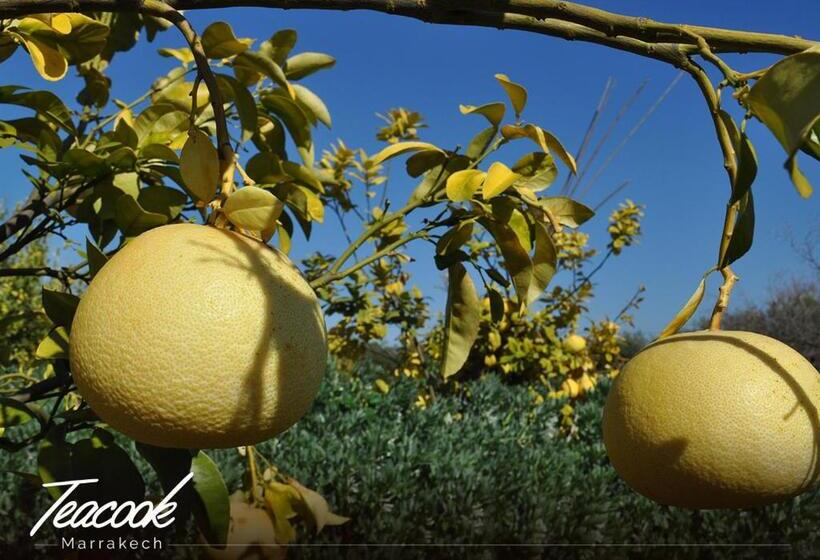 پانسیون Teacook Marrakech