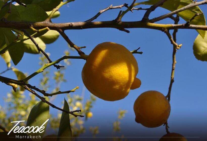 پانسیون Teacook Marrakech