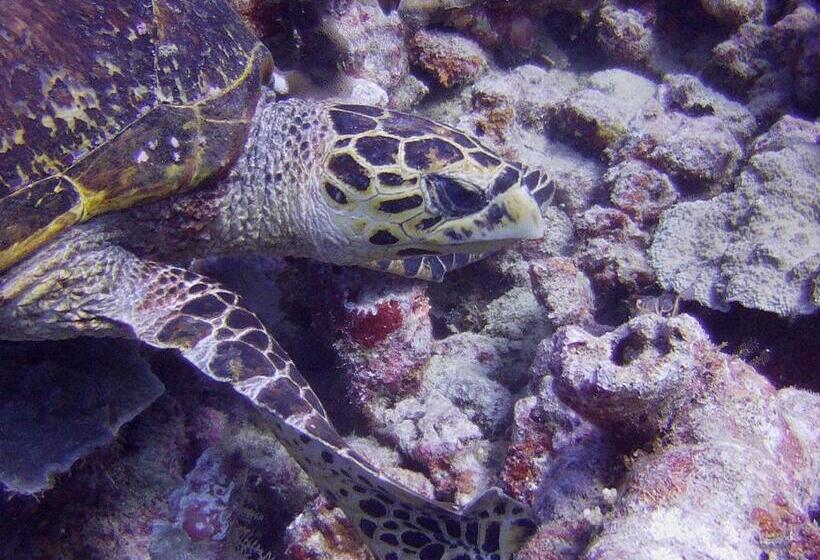 منتجع Butiama Marine Camp