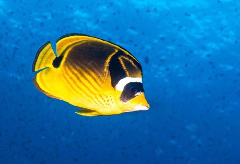 منتجع Gecko Nature Lodge Home Of Swahili Divers The Best Dive Center And Famous Gecko Restaurant