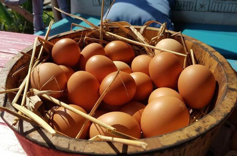 Resort I   Talay Taling Ngam Samui   เขา ป่า นา เล ตลิ่งงาม สมุย