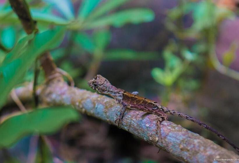 אתר נופש Jungle River