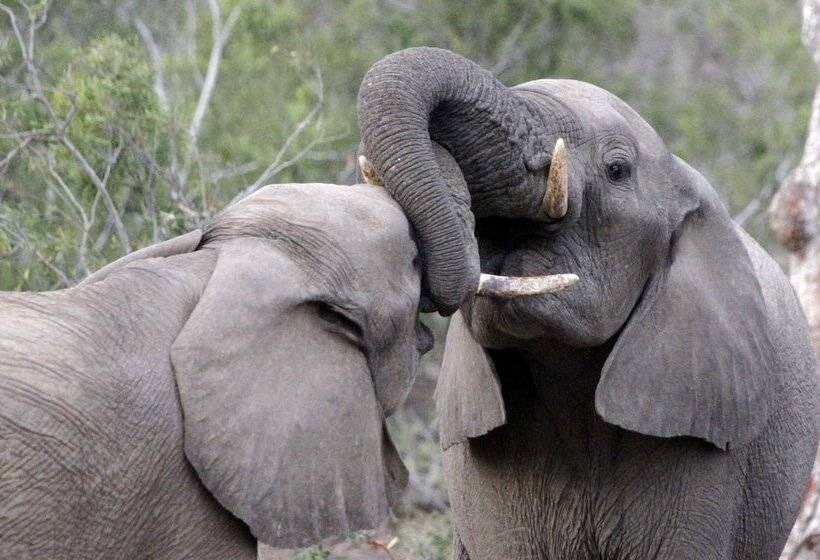 בית מלון כפרי Ezulwini Game Lodge