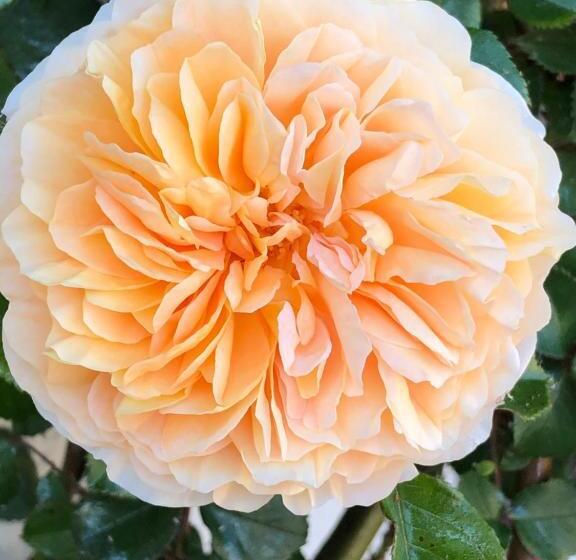 Bed and Breakfast Restaurant Et Chambres D Hôtes Le Chermignon