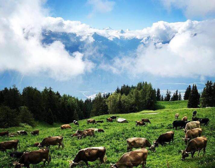 Bed and Breakfast Restaurant Et Chambres D Hôtes Le Chermignon