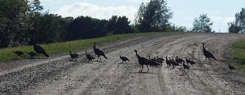 Bed and Breakfast Gîte Au Pied Des Appalaches