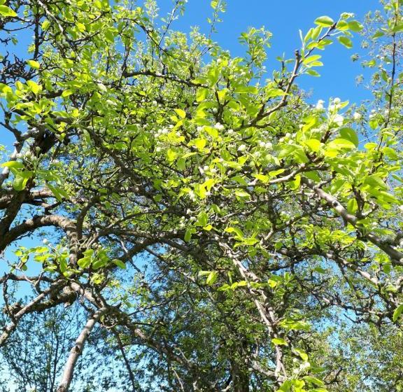 Bed and Breakfast Gîte Au Pied Des Appalaches