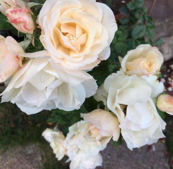 مبيت وإفطار Mona S Sleep & Go