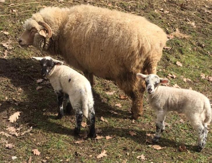 צימר Pensiunea Silvanka