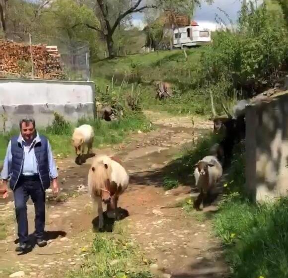 צימר Pensiunea Silvanka