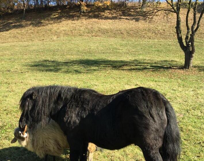 צימר Pensiunea Silvanka