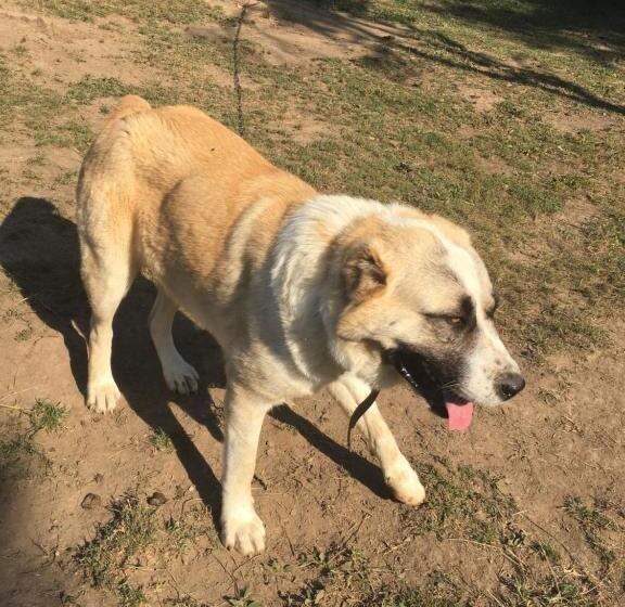 צימר Pensiunea Silvanka