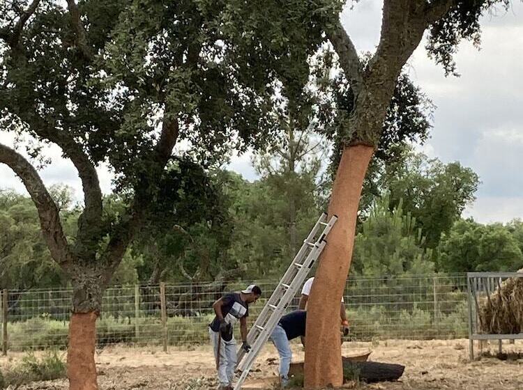 مبيت وإفطار Quinta Da Varzea