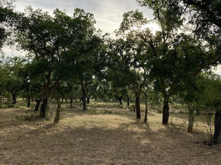 مبيت وإفطار Quinta Da Varzea