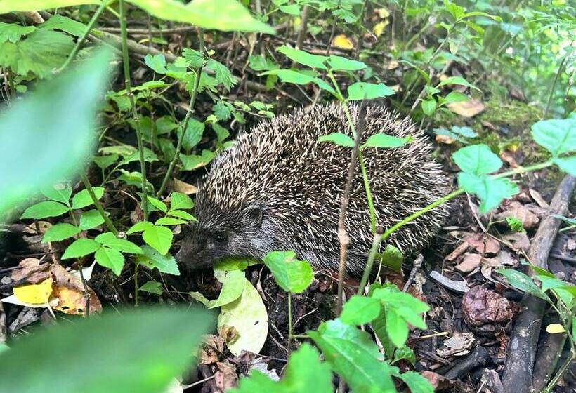 민박 Villa Viridis Bükkalja