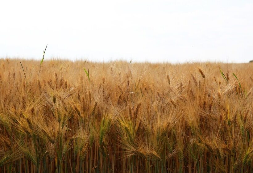 בית מלון כפרי Antik Hof Bissee