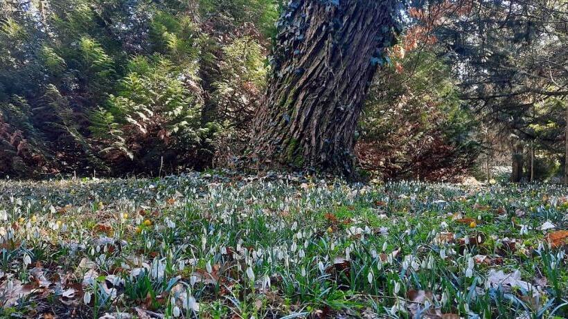 فندق Festetich Kastélyszálló és Zsuzsanna