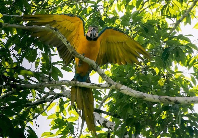 Отель Grand Amazon Lodge And Tours All Inclusive