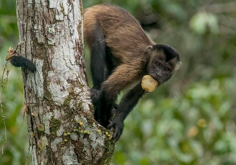 Отель Grand Amazon Lodge And Tours All Inclusive