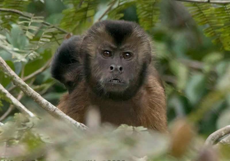 Отель Grand Amazon Lodge And Tours All Inclusive