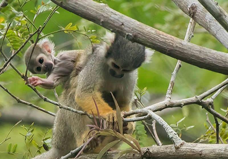 Отель Grand Amazon Lodge And Tours All Inclusive