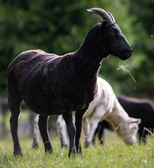 Отель Newhall Mains