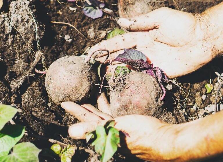 Отель Piripe Wellness Lodge