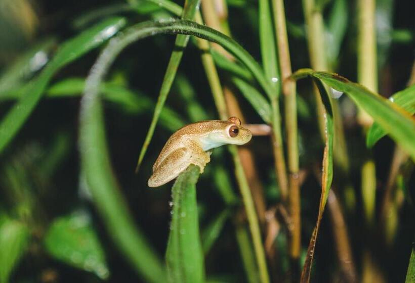 Отель Piripe Wellness Lodge