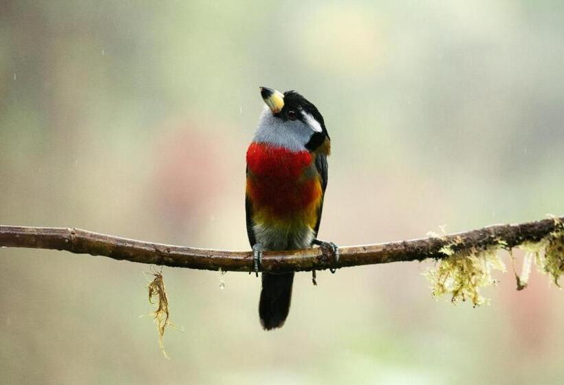 Отель Piripe Wellness Lodge