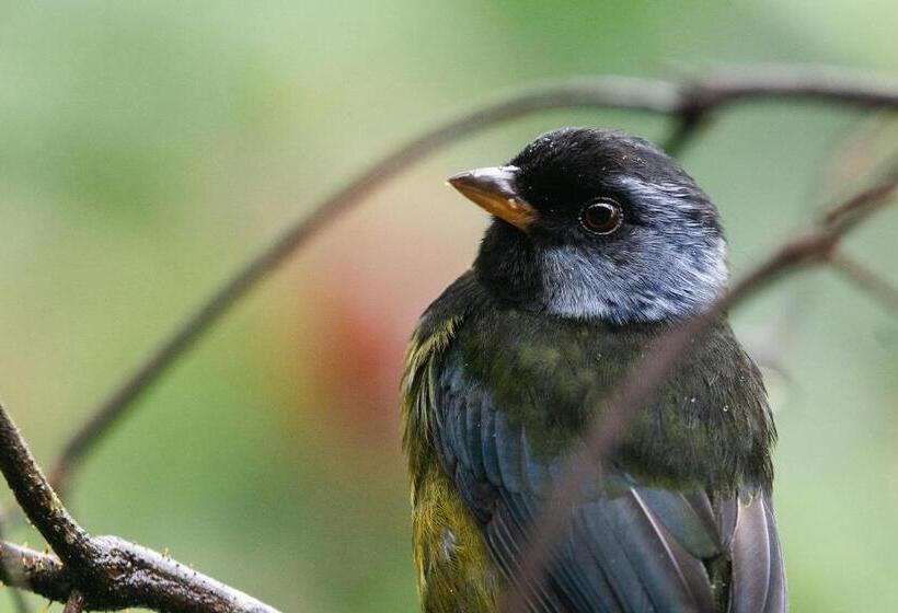 Отель Piripe Wellness Lodge