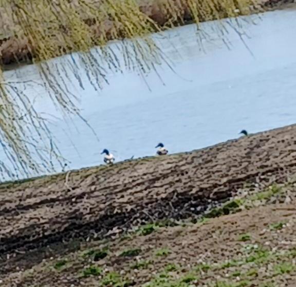 Пансион Casa Galu