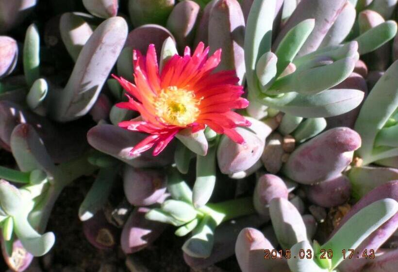 بنسيون Casita At St Francis Hatch Nm