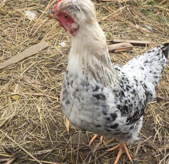 פנסיון Gomkers Guest House