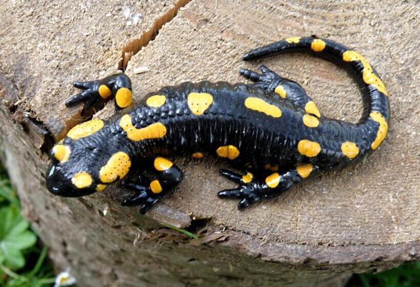 פנסיון Salamandra Village