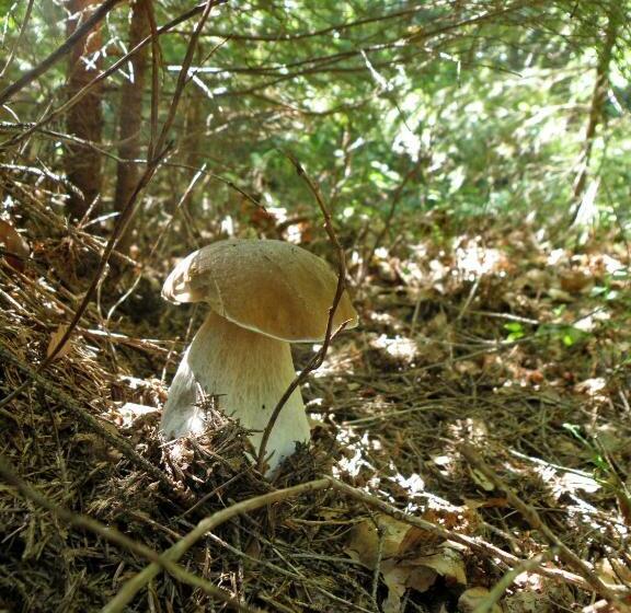 פנסיון Salamandra Village