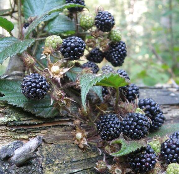 פנסיון Salamandra Village