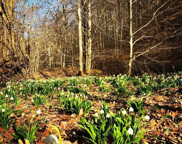 Pensiunea Valea Gepisului