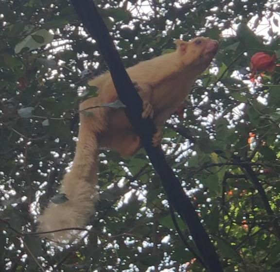 Surrey Bird Sanctuary & Holiday Resort