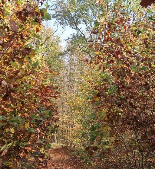 مبيت وإفطار La Petite Madeleine   Chambre D Hôtes & Spa